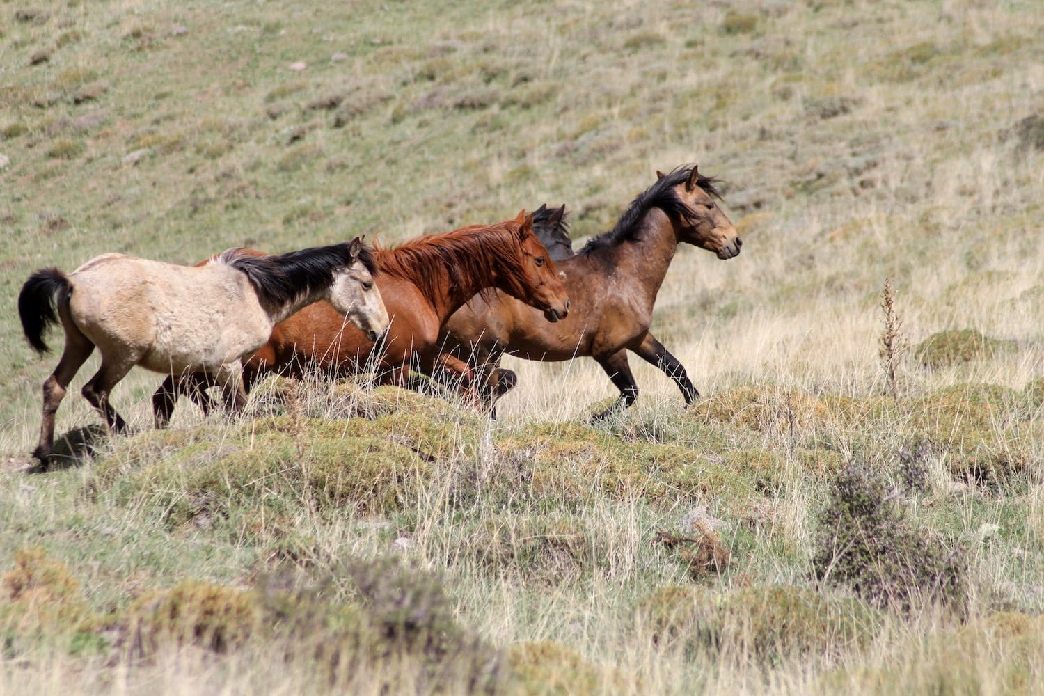 Wild horses running in the steeps