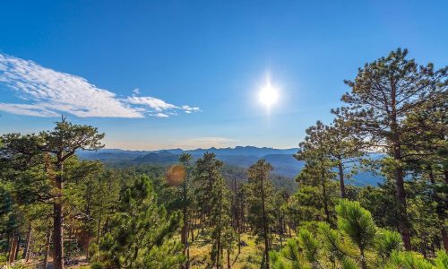 Densely forested landscape in Custer State Park in the Black Hills of South Dakota