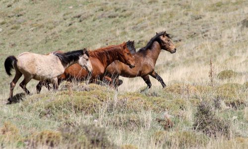 Wild horses running in the steeps